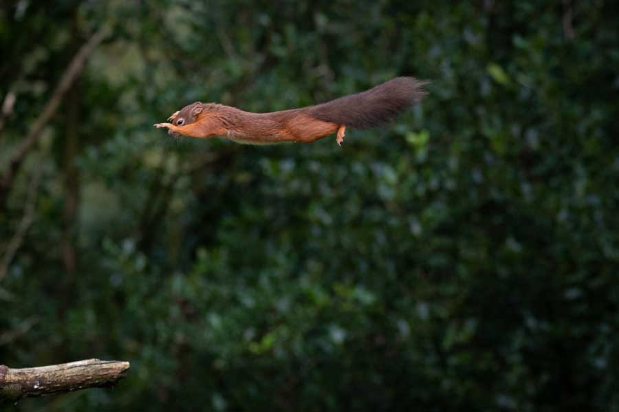 Squirrel Acrobatics